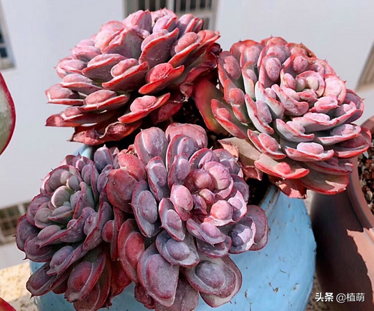 不要嫌棄雨滴醜,雨滴養得好,既能上色出狀態,也能爆盆 不要嫌棄雨滴醜,雨滴養得好,既能上色出狀態,也能爆盆