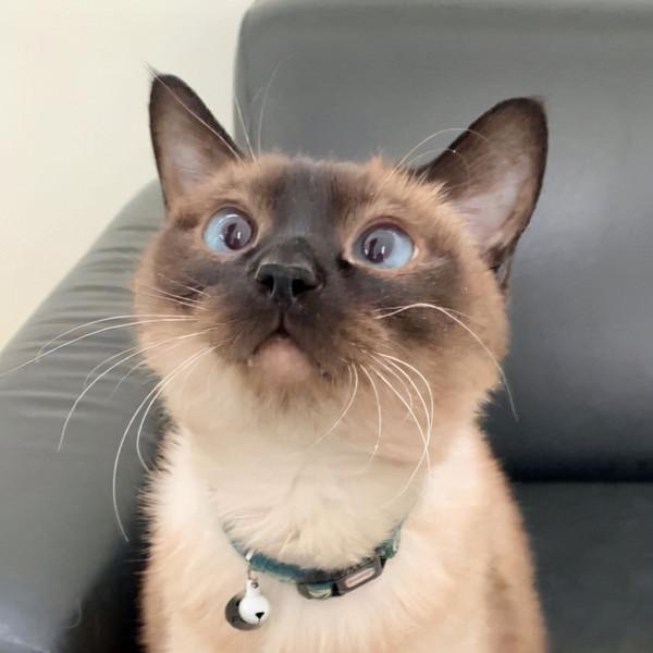 這些帶有“靈性”的貓咪,把主人當成自己的恩人 這些帶有“靈性”的貓咪,把主人當成自己的恩人