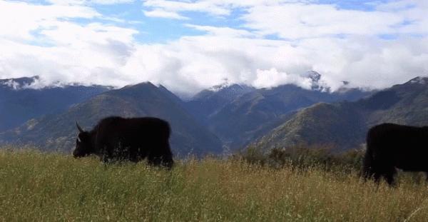 湖北40歲農民畫家一幅畫賣130萬，當初喊他“廢物”的人都改口了