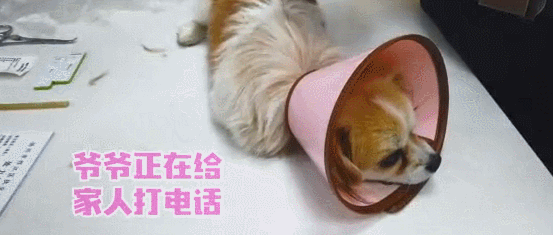 流浪狗被收留後患了細小，聽到治療費用主人慾放棄，不過結局很暖