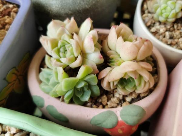 感謝遇見——在彼此的生命裡丰姿綻放