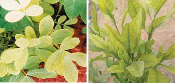 超全植物肥料知識,建議收藏 超全植物肥料知識,建議收藏