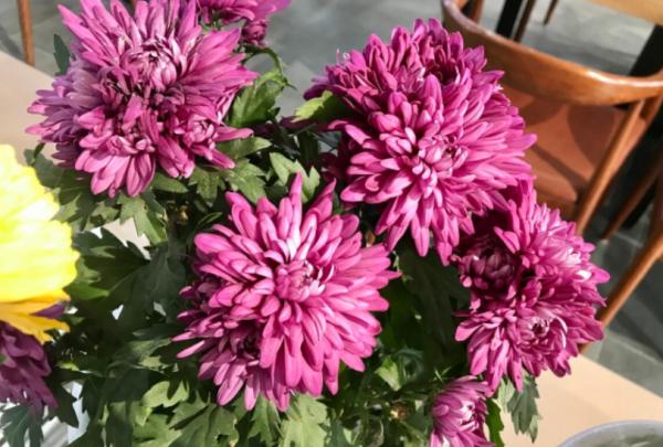 1種很棒的天然生根劑，簡單處理，養啥旺啥，卻總被當垃圾丟了