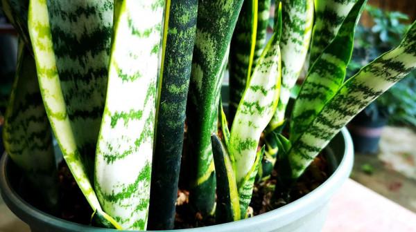 虎皮蘭有“3怕2不喜”，難怪東倒西歪，從不出“新芽”