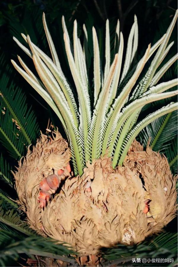 分享——鐵樹開花