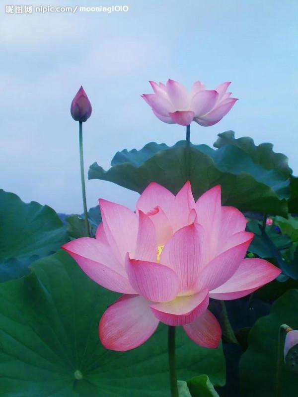 描寫荷花的優美語句，你喜歡哪句？