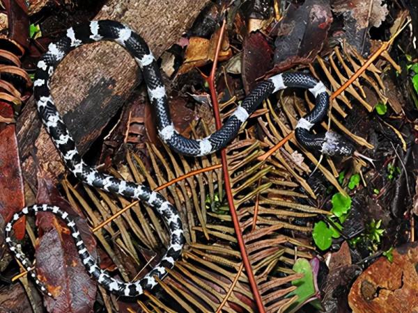 放心 你認識的綠鬣 還叫“綠鬣” 放心 你認識的綠鬣 還叫“綠鬣”