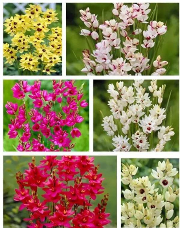 冬天土裡埋個&OpenCurlyDoubleQuote;洋蔥球&rdquo;，一個月開出&OpenCurlyDoubleQuote;富貴花&rdquo;，紅紅火火真喜慶