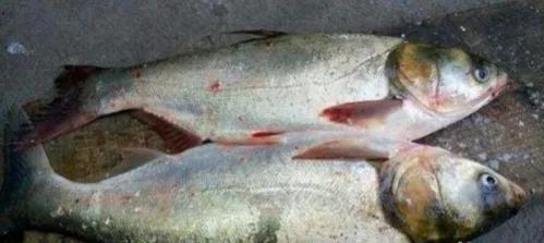 釣草魚和釣鰱鱅有兩個區別，明白了，就更容易釣到目標魚了