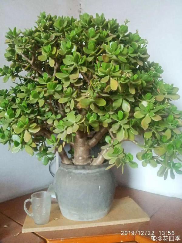 客廳養好樹，子孫一直富，8種樹養在家，鎮宅有安全感