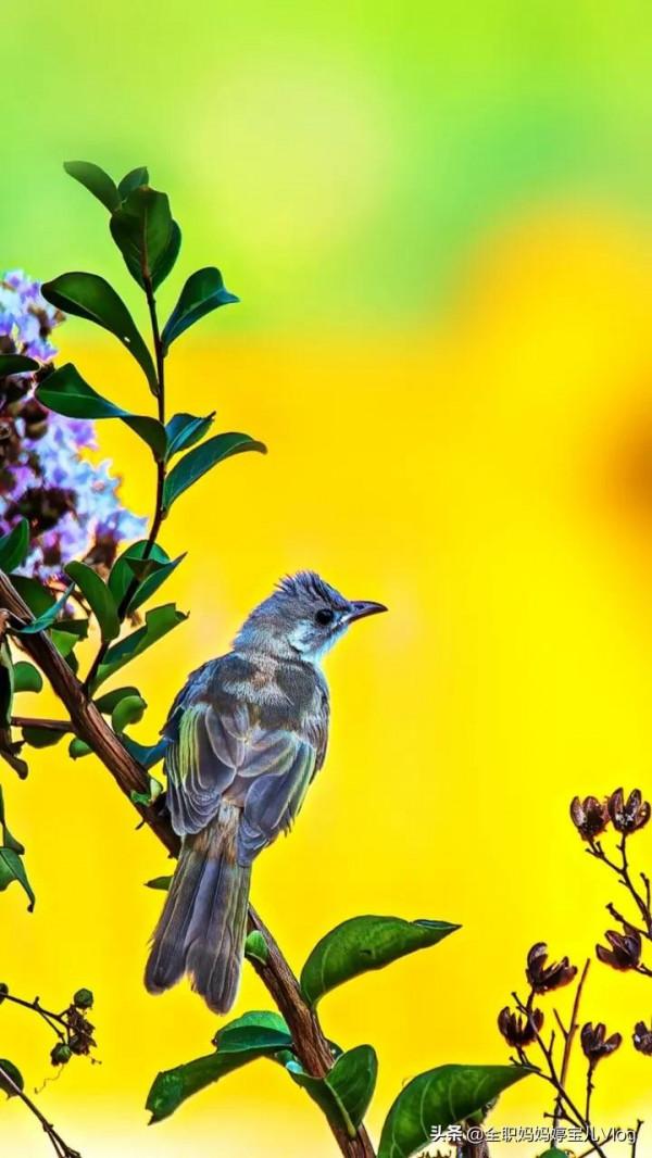 分享——35種罕見的鳥類