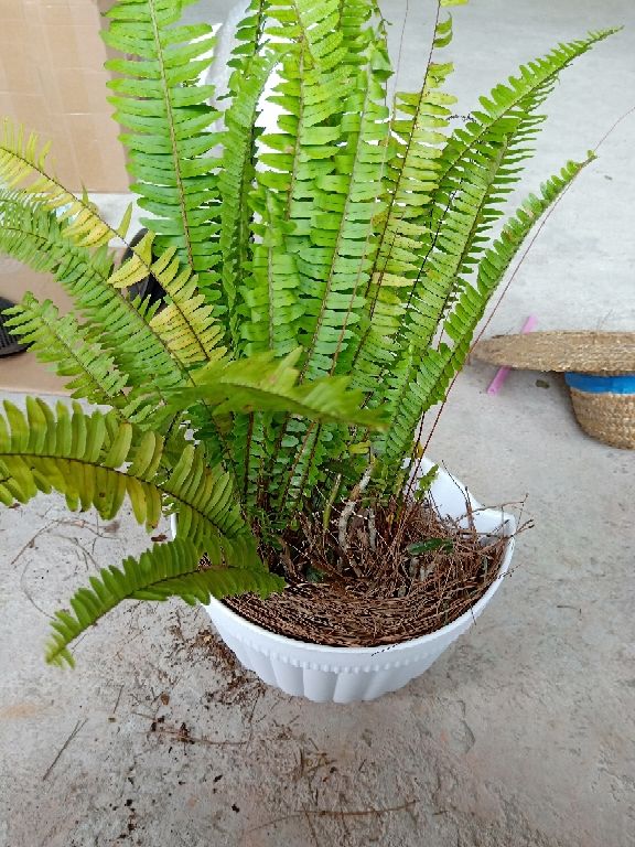 讓衛生間也變小花園的方法，關鍵在這3種花，還有淨化空氣效果