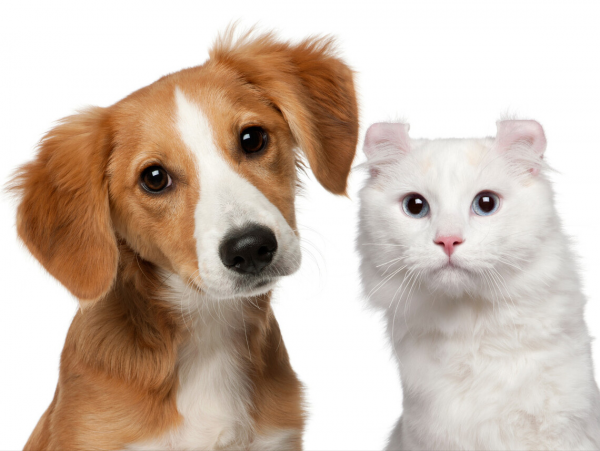 為什麼說“紫色”並不存在？難道我們看到的顏色都是幻覺嗎？