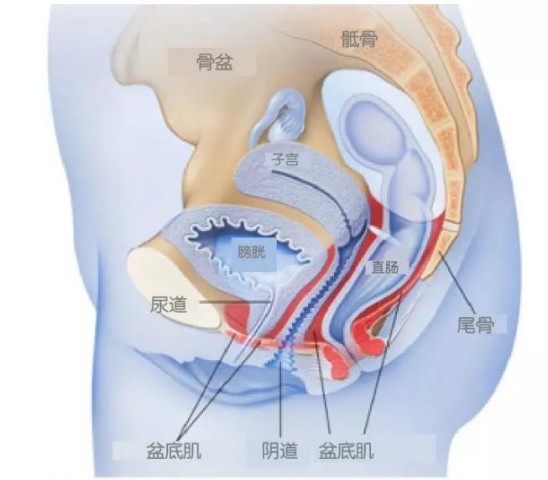 產後的女性,多半會遭遇漏尿的尷尬!該如何應對才好? 產後的女性,多半會遭遇漏尿的尷尬!該如何應對才好?