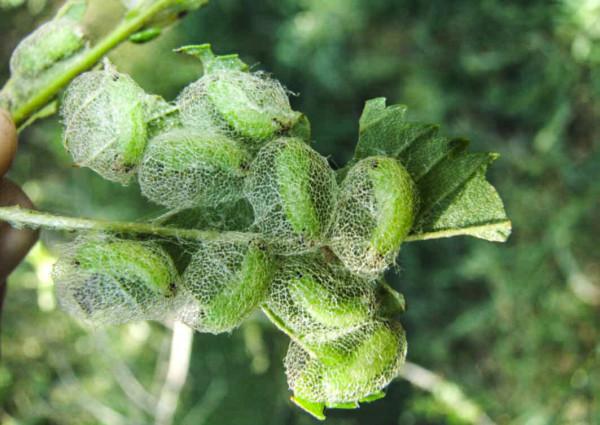 35個硬核動物鏡頭：狠人騎電動車馱鱷魚回家，狂躁症貓咪見人就打