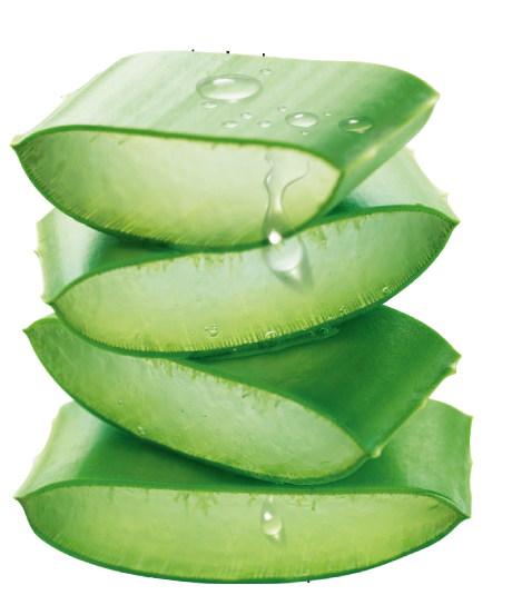 蘆薈，可食可美容可藥用，名字還很特別