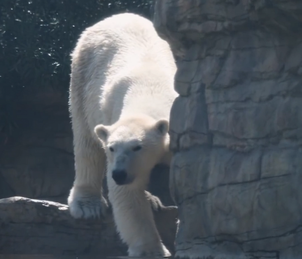 雜交動物：只看外貌，你能看出來這些動物的父母是誰嗎？