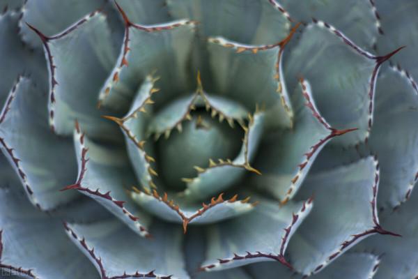 多肉過冬有“5怕”,避開了,零下五度凍不死,還能越凍越美麗 多肉過冬有“5怕”,避開了,零下五度凍不死,還能越凍越美麗