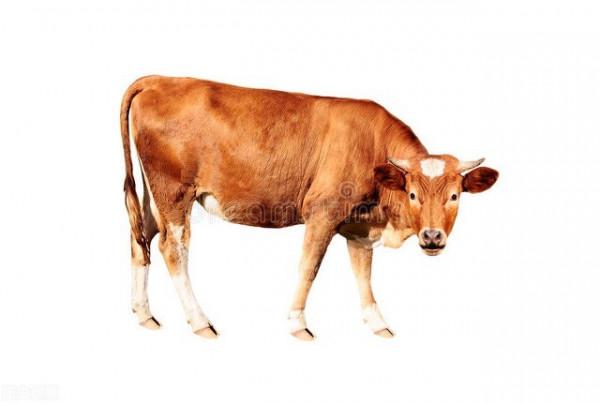 午字出了頭，必定來找牛