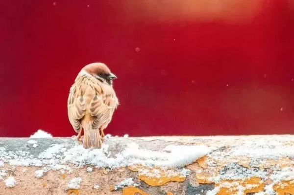 國內最適合拍雪景的10個地方，每一個都絕美，你打算去哪拍呢？