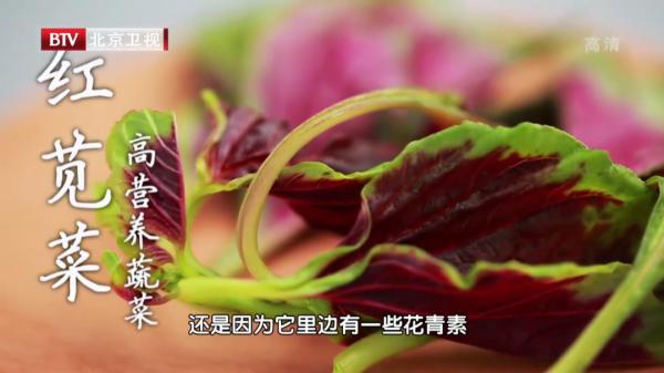 秋分後吃莧菜，清熱利溼，營養又美味