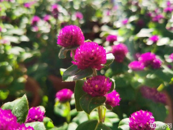 家裡要養盆大紅花，有4種真正的紅火花，養在家裡有旺運好兆頭