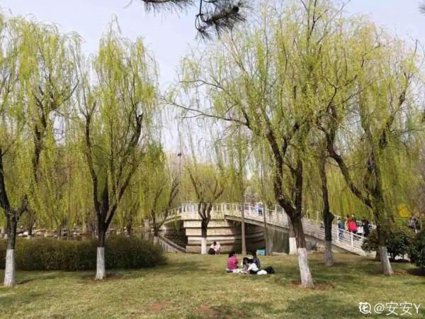 前不栽桑，後不栽柳，院中不種“鬼拍手”，是迷信還是智慧？