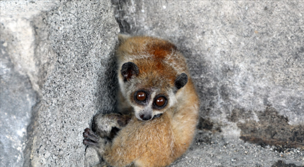 好聰明！雲南一蜂猴受傷跑到醫院“求治療”，為國家一級保護動物