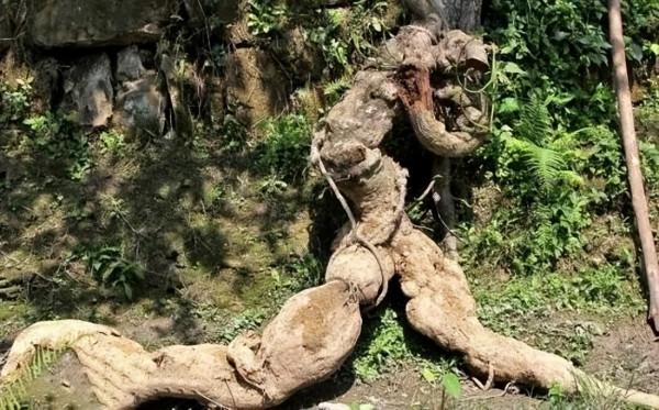 2019年，四川農民挖出250斤重的“樹根”，不久後賣出100萬元高價