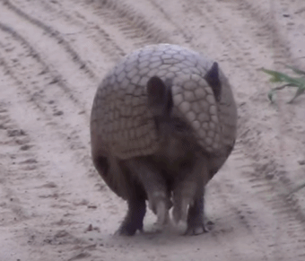有殼動物那麼多,為什麼說烏龜的外殼最特殊,最折磨科學家? 有殼動物那麼多,為什麼說烏龜的外殼最特殊,最折磨科學家?