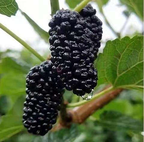 週六霜降,怎麼秋補?“金、木、水、火、土”,你是哪種人? 週六霜降,怎麼秋補?“金、木、水、火、土”,你是哪種人?