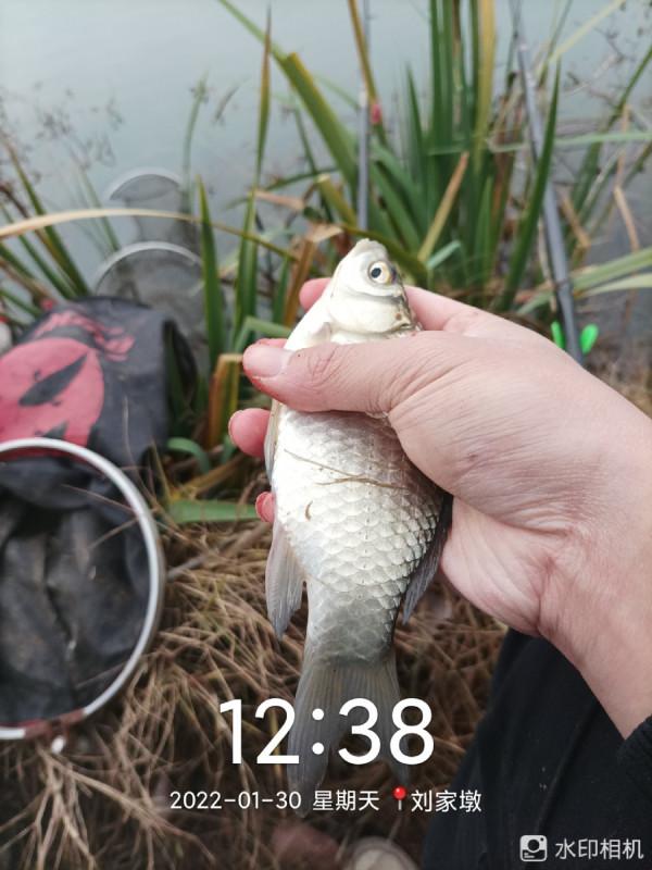 來自北賽湖探釣意外發現——外來物種