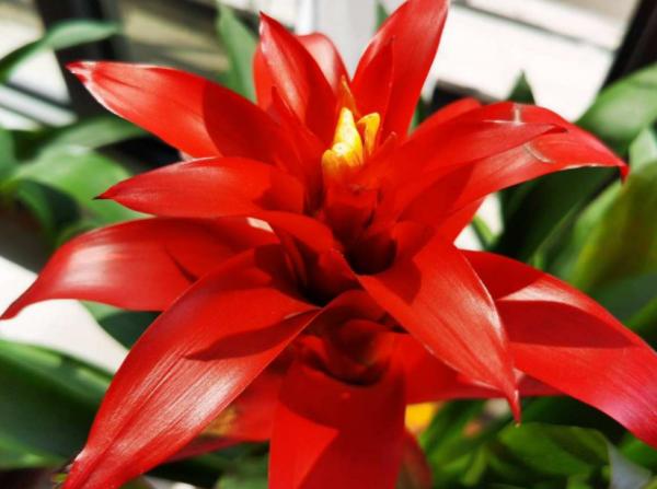 這3種花開完花就扔掉，第二年開花機率很小，別浪費時間