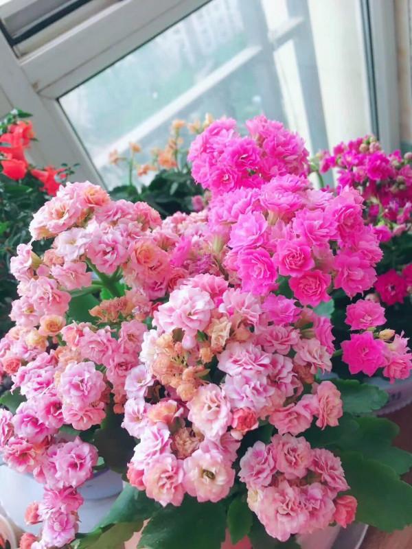 客廳想養“健康花”,建議從這12種裡面選,不僅養人,還大氣吉祥 客廳想養“健康花”,建議從這12種裡面選,不僅養人,還大氣吉祥