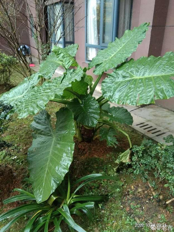 4種有毒花常在身邊，還是得小心點，中毒就麻煩了