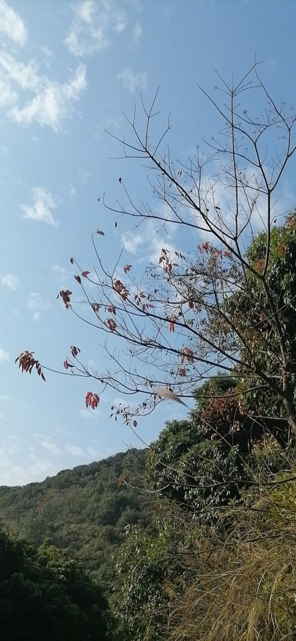 雲彩下的山城系列（九）