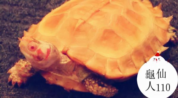 世界最漂亮的白化動物。你覺得漂亮嗎？