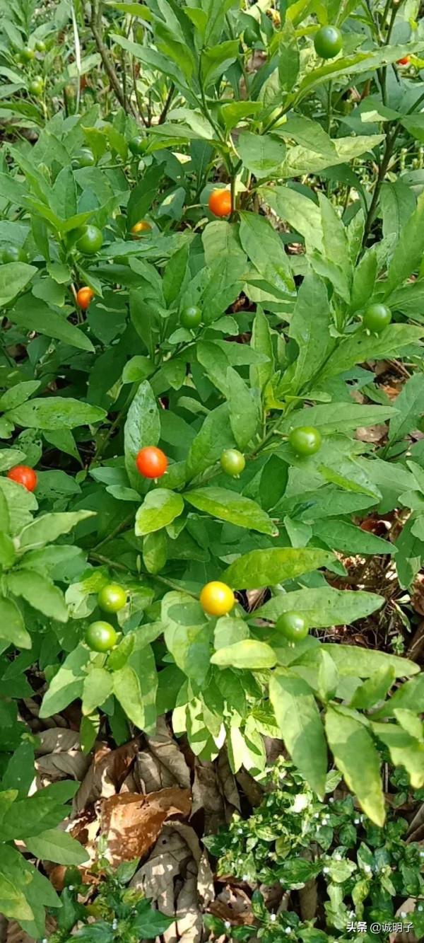 健康需要從一點一滴修養心性做起