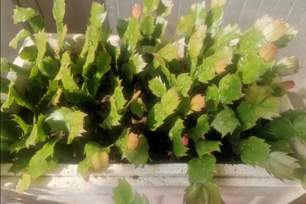 天氣冷氣溫低,這9種花要“幹養”,少澆水才不易受凍和爛根 天氣冷氣溫低,這9種花要“幹養”,少澆水才不易受凍和爛根