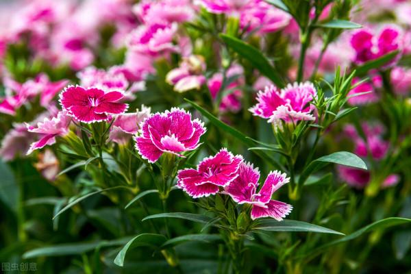 分享五彩石竹花 分享五彩石竹花