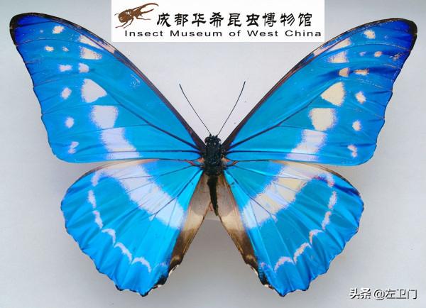 夢幻般的國蝶，你知道多少？