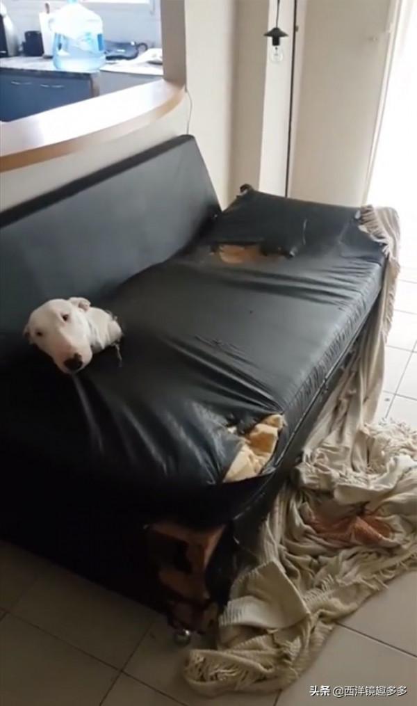心疼主人一秒鐘，看看這些闖禍精和它們的“罪行”