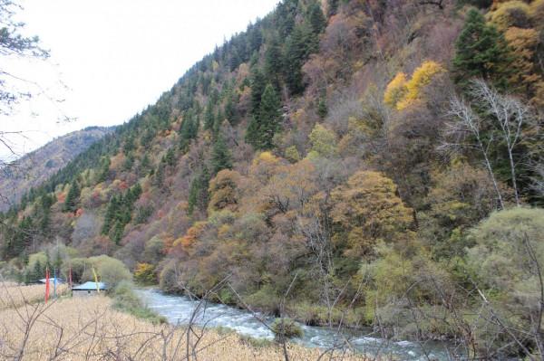 看川西彩林 這一條環線就夠了 畢棚溝-米亞羅-奶子溝-卡龍溝-牟尼溝