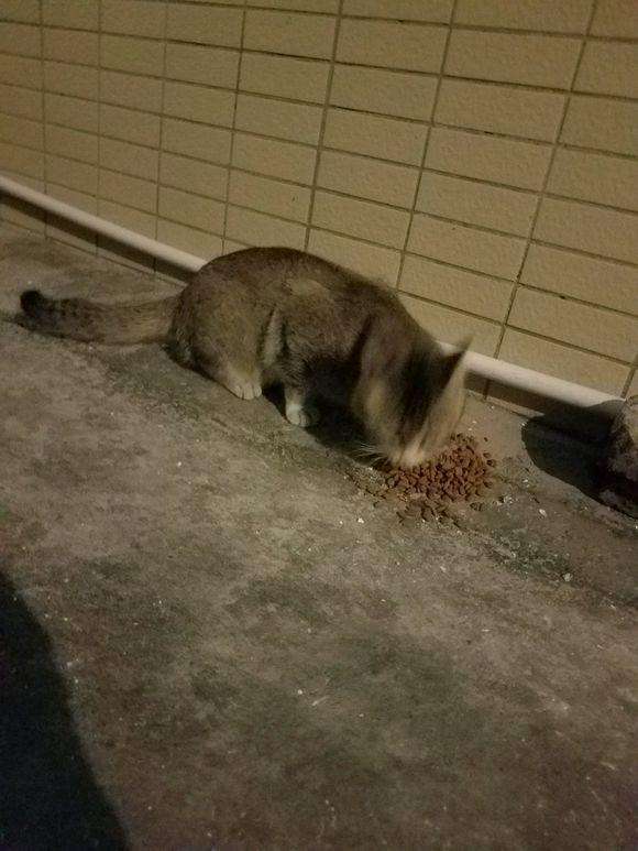 路邊的流浪貓,到底該不該餵養呢? 路邊的流浪貓,到底該不該餵養呢?