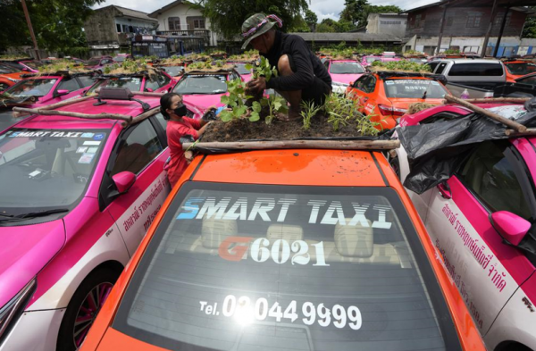 泰國曼谷2500輛計程車受疫情封鎖打擊被閒置 運營商車頂種菜引關注