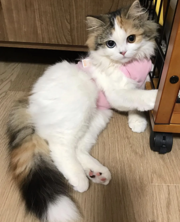 田園貓顏值的天花板山東獅子貓，哪怕流浪也難掩優雅的氣質