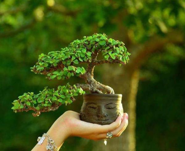 5種漂亮花，喜歡“窮養”，擠在破盆裡，能養30年