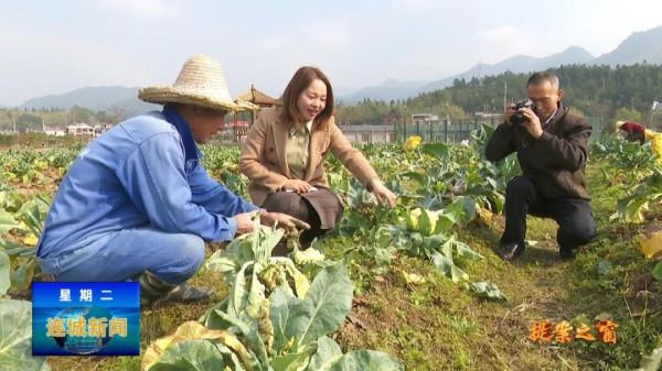 「提案之窗」全面推進鄉村振興 建設宜居宜業美麗鄉村
