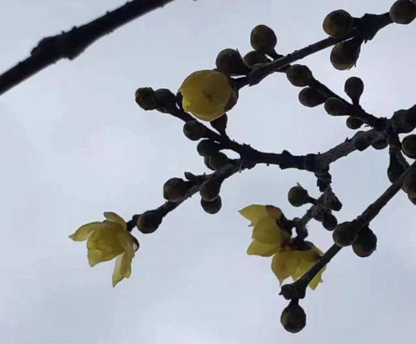 梅園的梅花開了嗎？