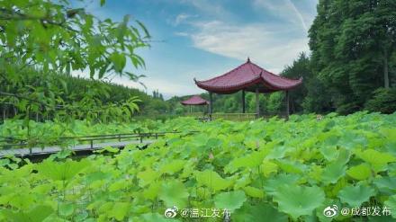溫江這些賞荷勝地,驚豔整個夏天 溫江這些賞荷勝地,驚豔整個夏天